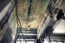 Best Black Mold Removal  in Montague, CA